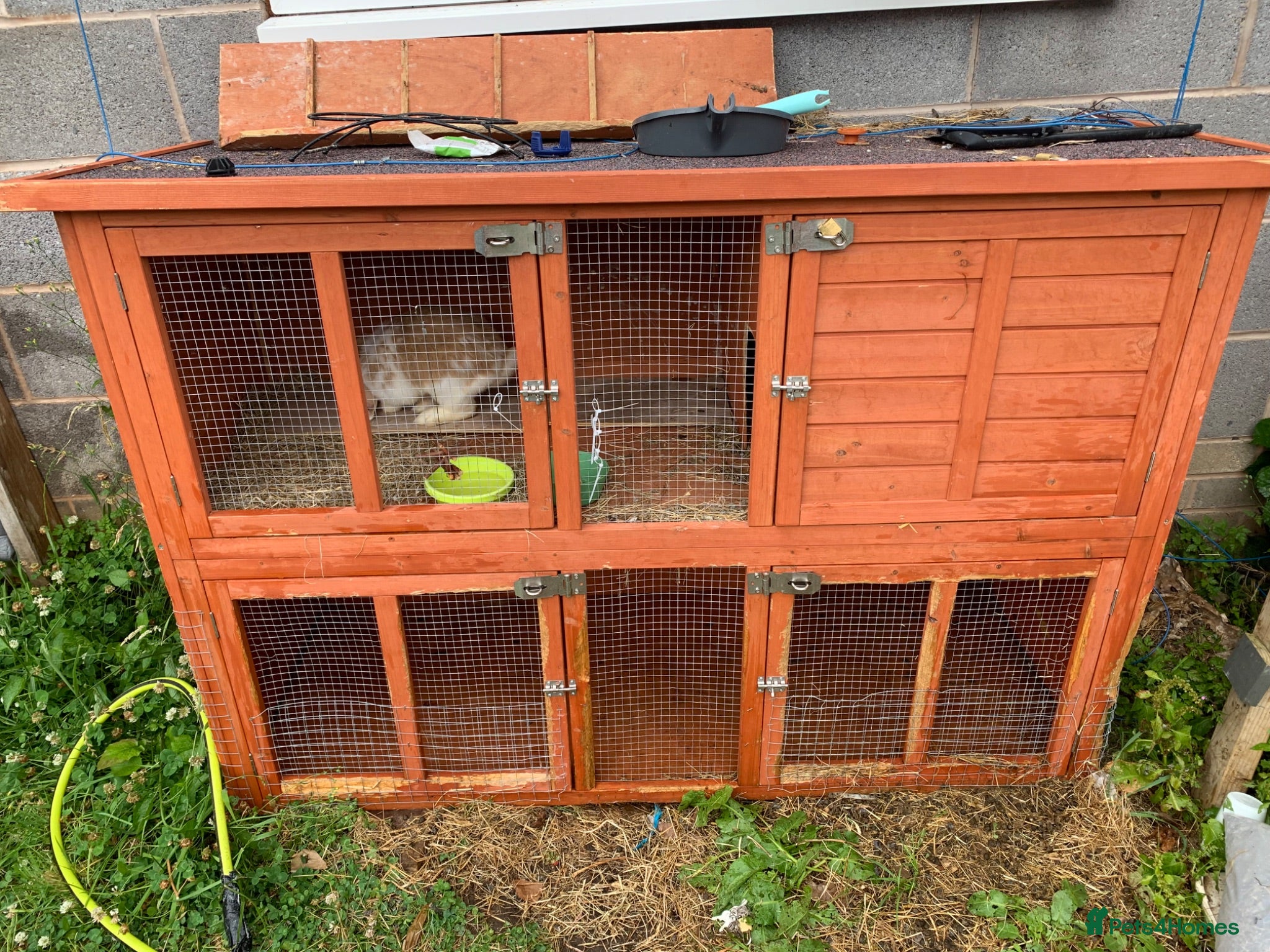 Mini Lop rabbits Miss Stacey Shaw - Advert 2