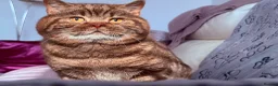 British Shorthair cats for sale: Reserved Chocolate tabby British shorthair male - Advert 3