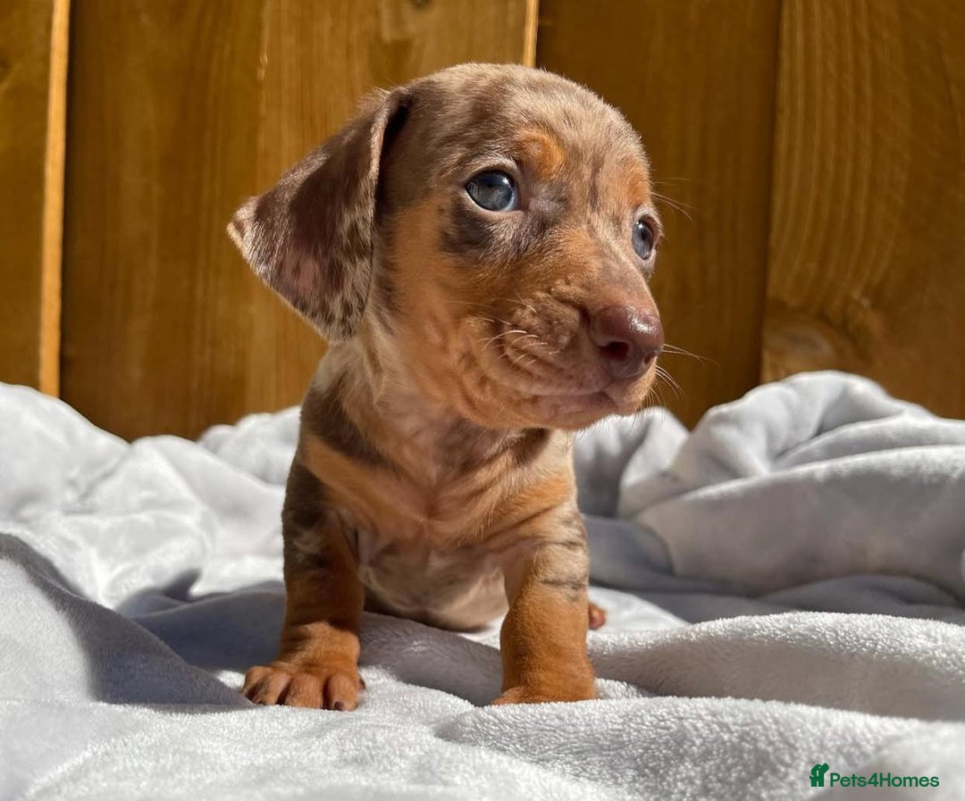 Miniature Dachshund dogs for sale: Miniature Purebred Dachshund Puppies - Image 3