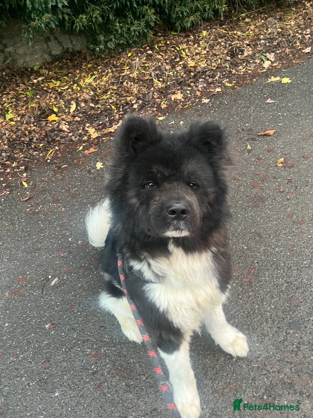 Akita dogs for sale: Beautiful pedigree Long Coat Akita  - Advert 3