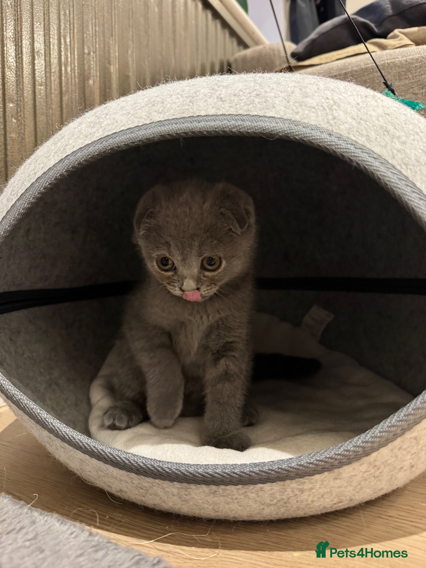 British Shorthair cats Gorgeous Blue Scottish Fold Girl Left  - Advert 18
