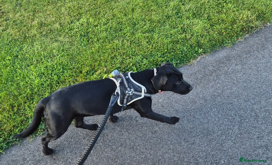 Mixed Breed dogs for sale: Staffy x springer girl  - Advert 2