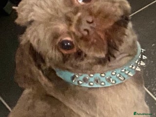 Shih Tzu dogs Shih Tzu For Stud - Advert 13