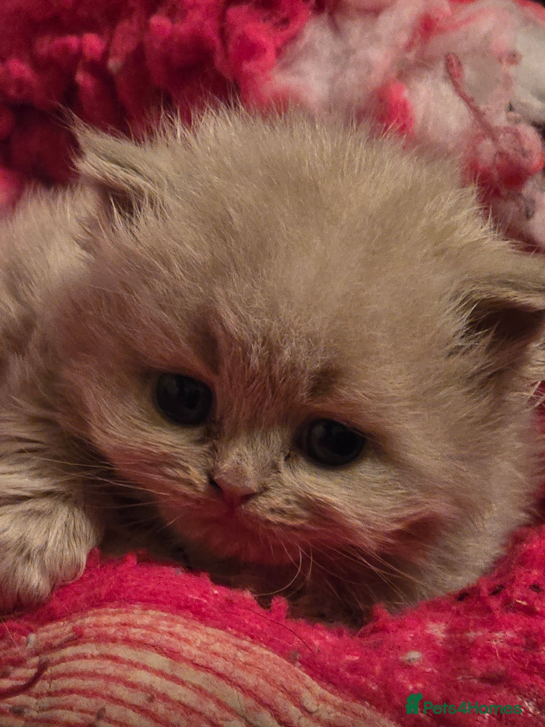 British Shorthair cats for sale: 1 BOY LEFT TICA reg BSH and BLH kittens - Advert 16