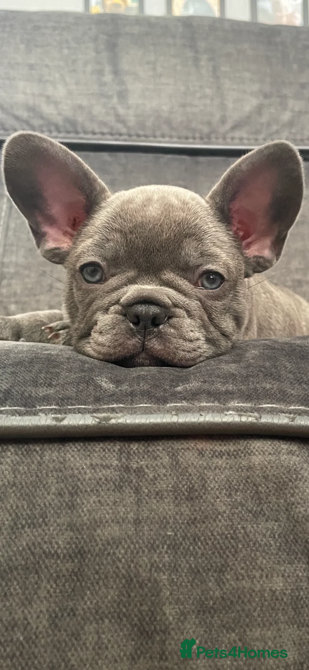 French Bulldog dogs for sale: Beautiful French Bulldogs  - Advert 3