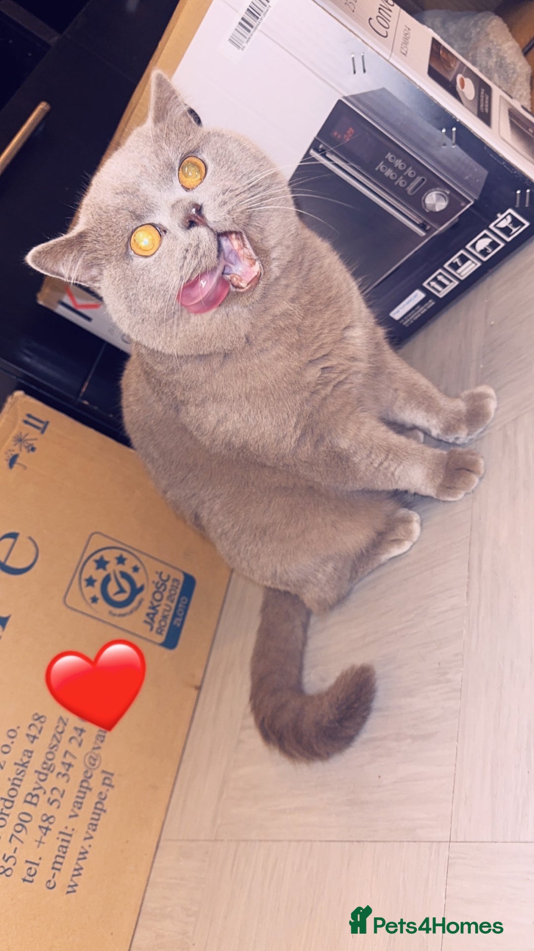 British Shorthair cats for sale: British Shorthair Cat - Advert 3