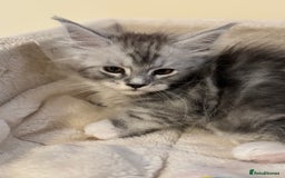 Maine Coon cats for sale: Perfect Maine Coon kittens from Shaded parents  - Image 6