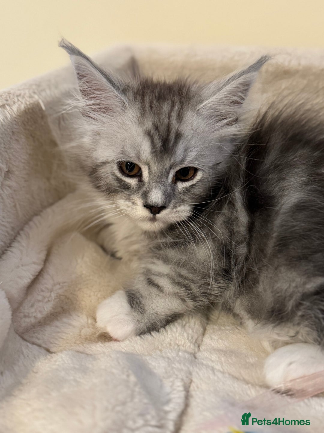 Maine Coon cats for sale: Perfect Maine Coon kittens from Shaded parents  - Image 6
