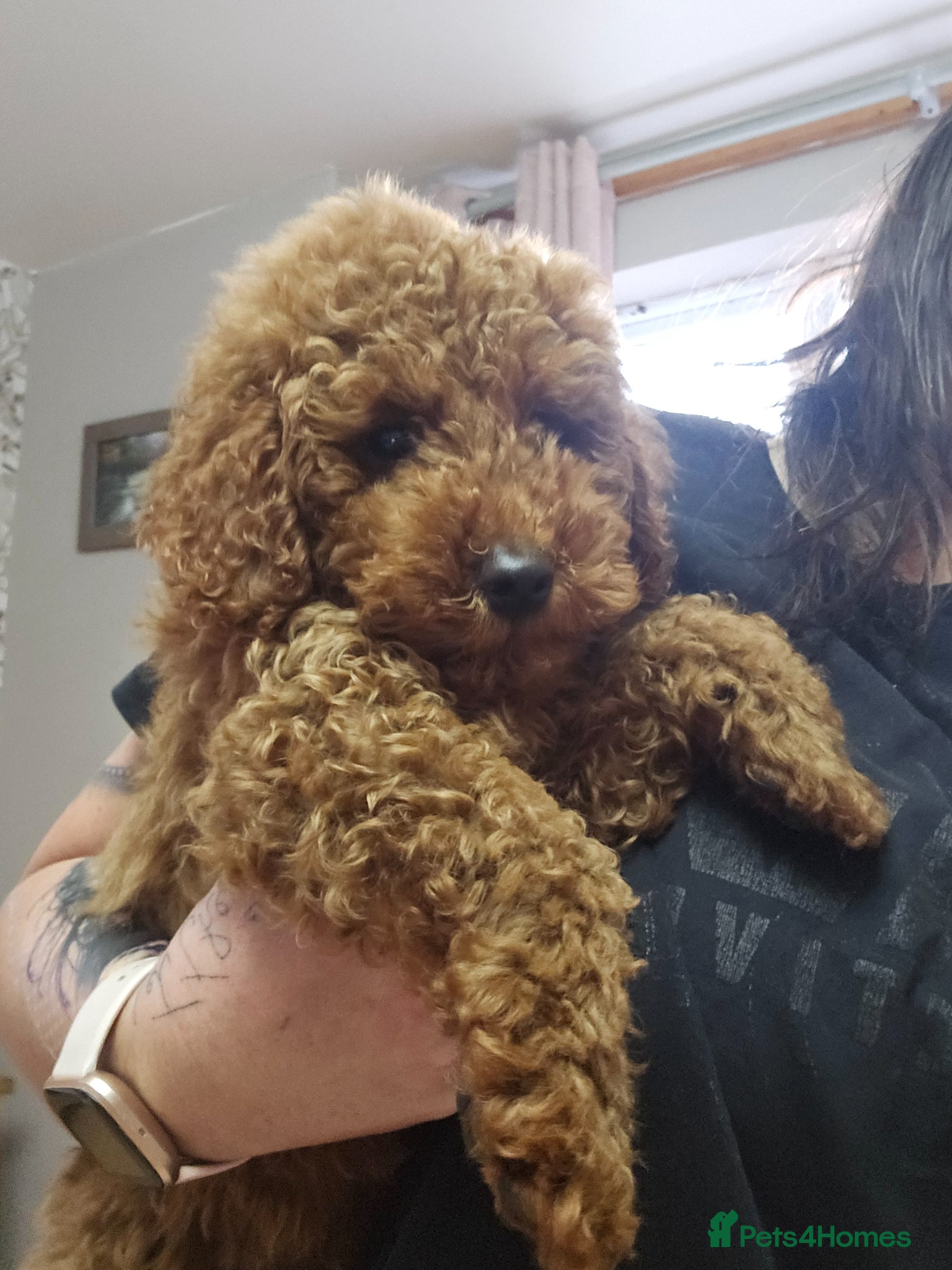 Miniature Poodle dogs Beautiful red kc mini poodles - Advert 11