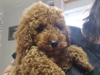 Miniature Poodle dogs Beautiful red kc mini poodles - Advert 11