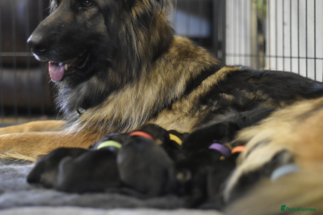 German Shepherd dogs for sale: KC registered 5 generation long coated GSD puppies - Image 6