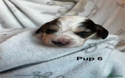 Cockapoo dogs for sale: Adorable Cocker Spaniel/Cockapoo Puppies - Image 25