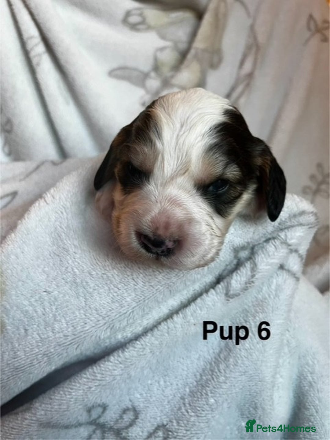 Cockapoo dogs for sale: Adorable Cocker Spaniel/Cockapoo Puppies - Image 25
