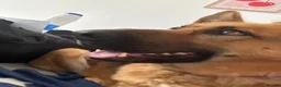 German Shepherd dogs for sale: German Shepherd Female Urgent Rehome  - Advert 3