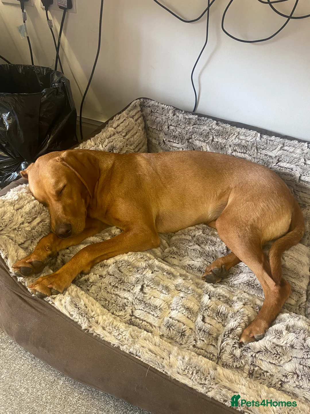 Mixed Breed dogs for sale: 17 Month Female Vizslador for sale  - Advert 3