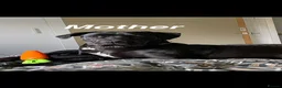 Cane Corso dogs for sale: Cane corso  - Advert 4