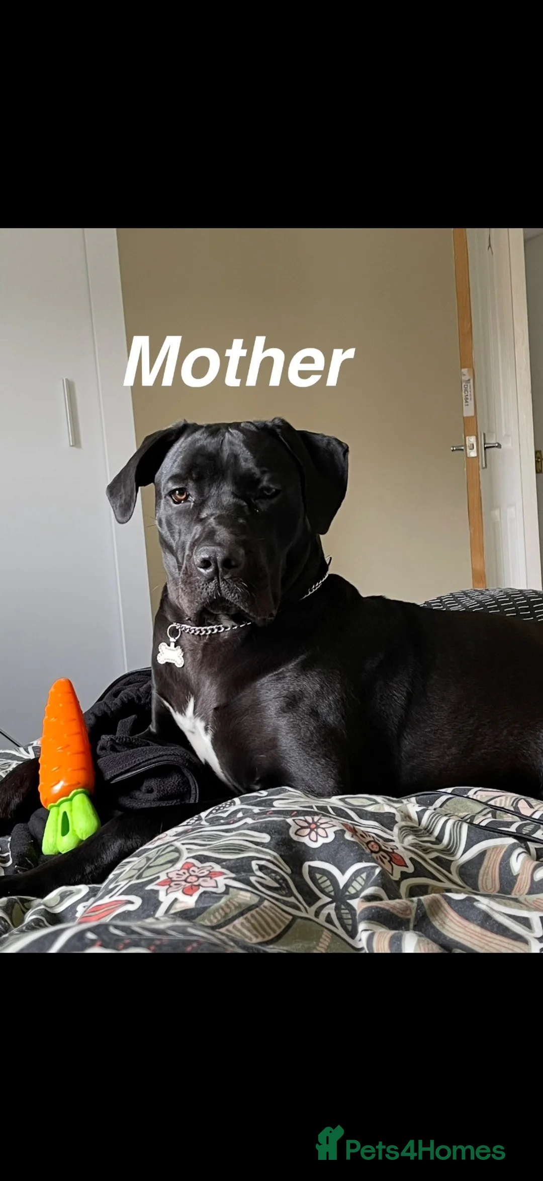 Cane Corso dogs for sale: Cane corso  - Advert 4