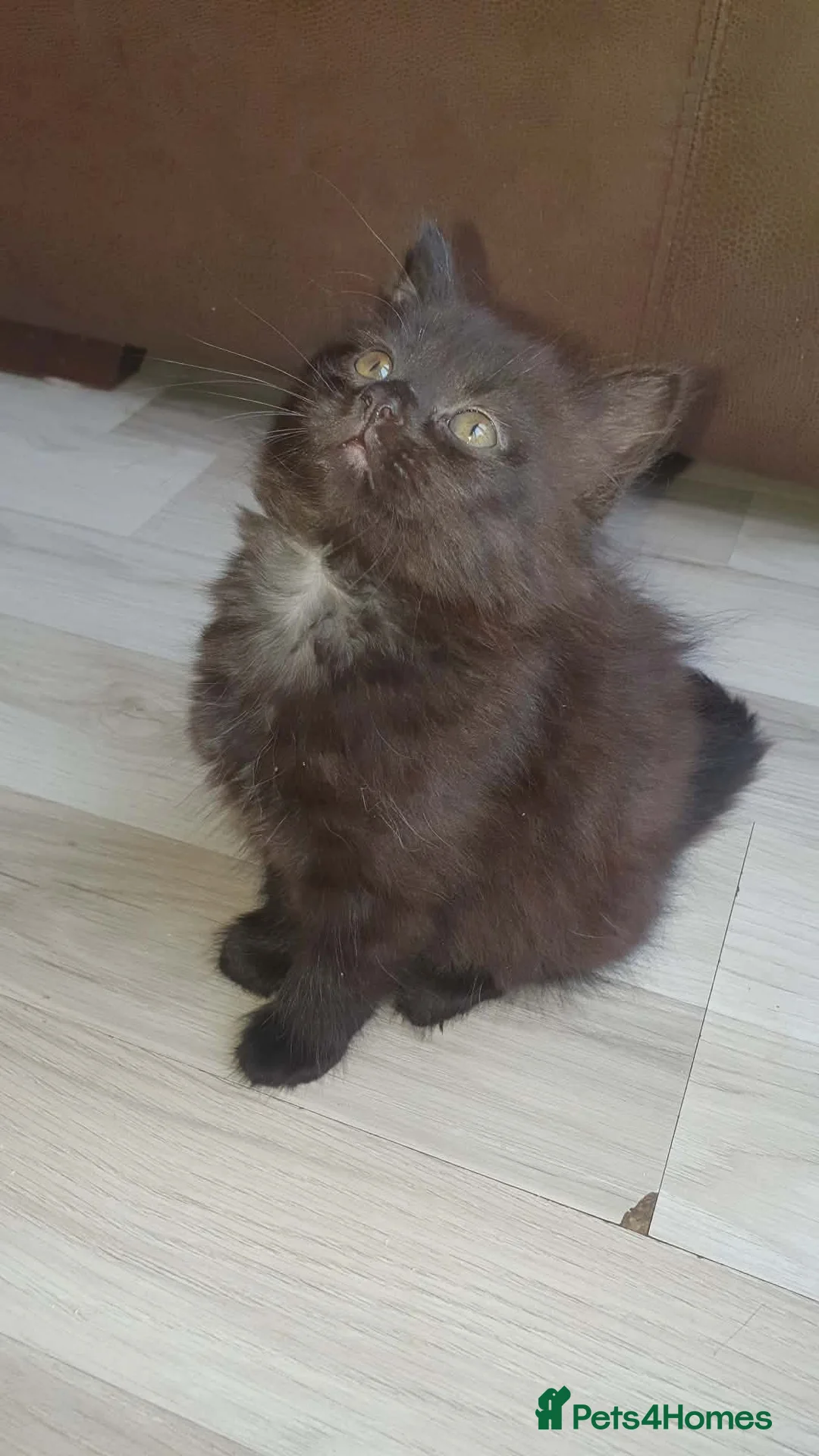Mixed Breed cats for sale: Kittes  in Huddersfield - Advert 2
