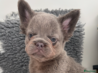 Mixed Breed dogs - Advert 3