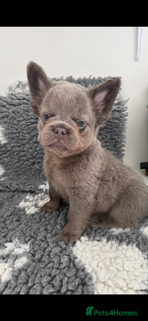 Mixed Breed dogs - Advert 2