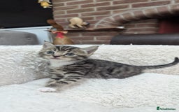 European cats for sale: 5 European shorthair kittens  - Image 17