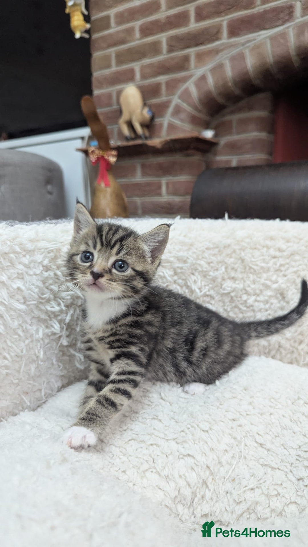 European cats for sale: 5 European shorthair kittens  - Image 17