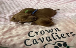 Cavapoo dogs for sale: F1 RED CAVAPOOS LICENSED KC HEALTH TESTED PARENTS  - Image 9