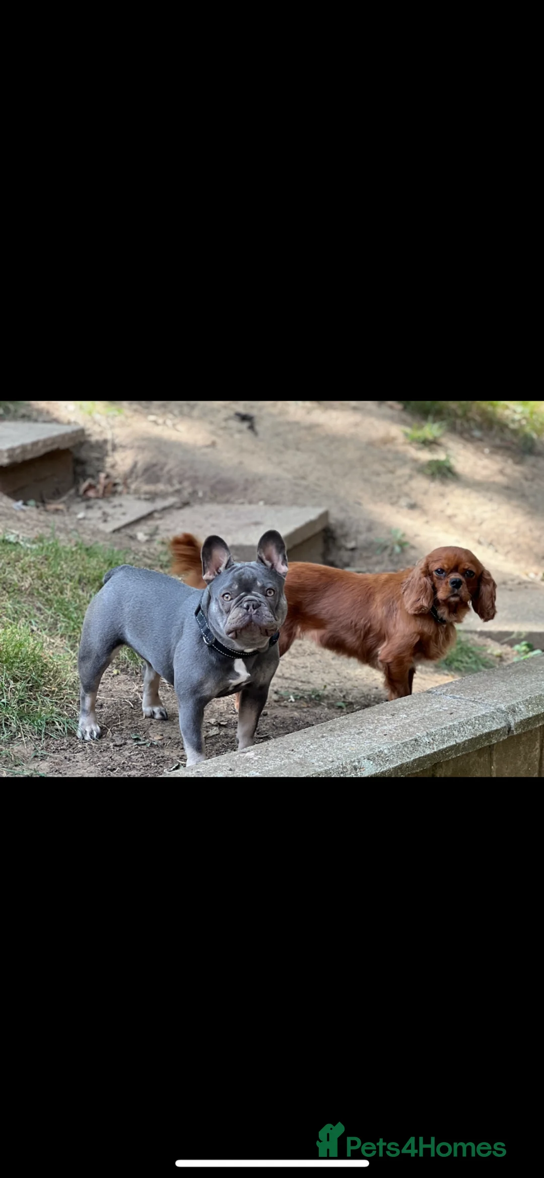French Bulldog dogs for sale: 18 month bitch kc - Advert 4