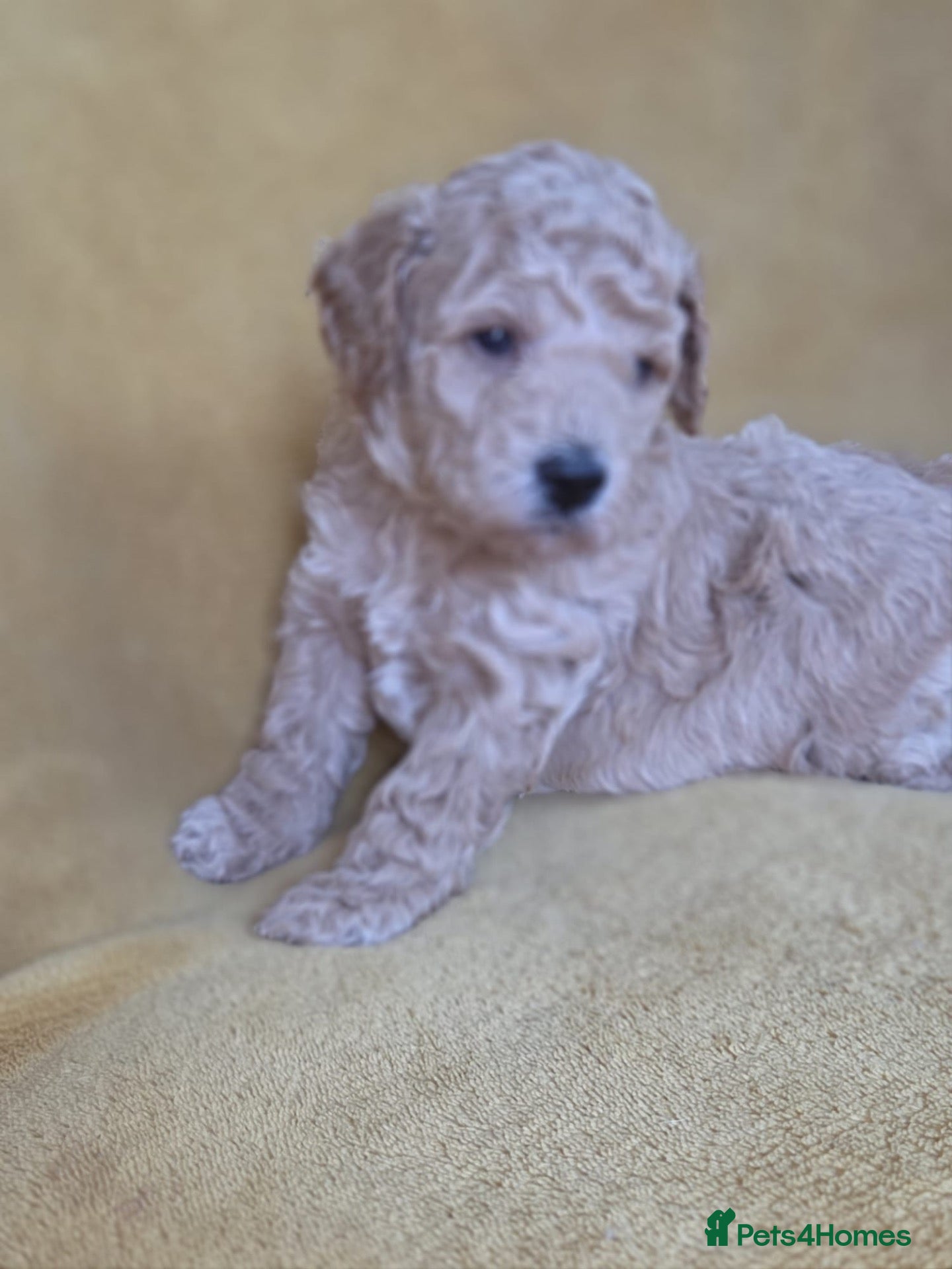 Mini Goldendoodle dogs Beautiful Minature Golden Doodles for sale - Advert 3