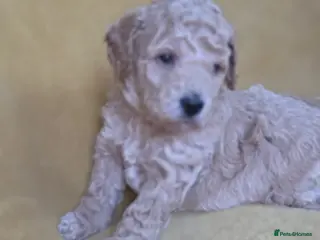 Mini Goldendoodle dogs Minature Golden Doodles for sale 1 GIRL LEFT - Advert 2