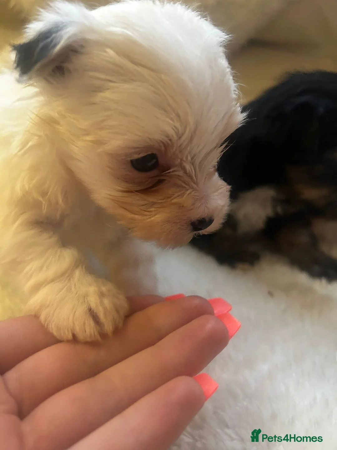 Yorkshire Terrier dogs for sale: Yorkshire pups for sale  in Manchester - Advert 2