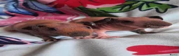 Guinea Pig rodents for sale: Skinny pigs with pedigrees. - Advert 3