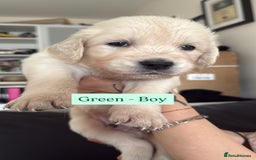 Golden Retriever dogs for sale: Golden Retriever Puppies 4 boys & 3 girls  - Image 24