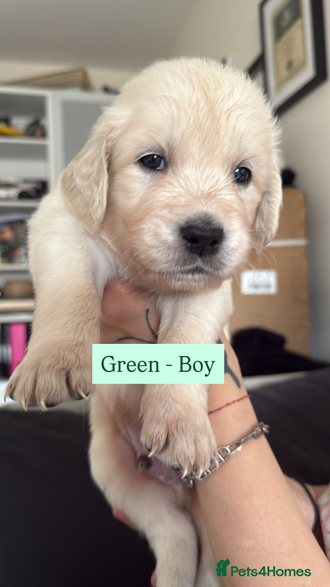 Golden Retriever dogs for sale: Golden Retriever Puppies 4 boys & 3 girls  - Image 24