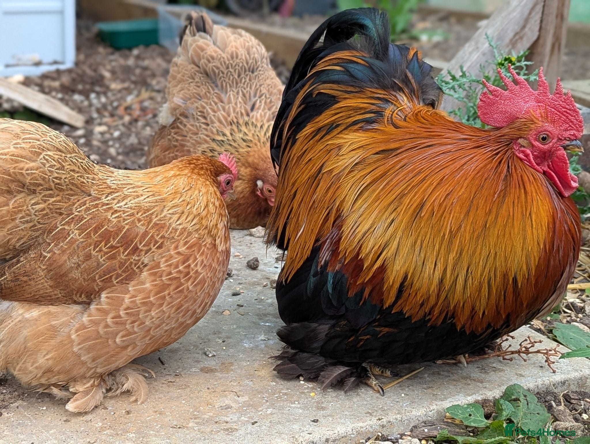 Chickens poultry Bonded pair of bantams need new home - Advert 1