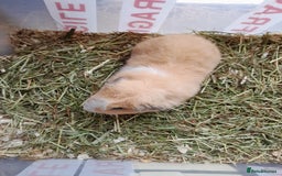 Guinea Pig rodents for sale: A pretty Teddy male looking for a loving home. - Image 3