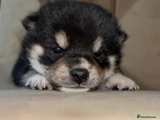 Japanese Shiba Inu dogs Health tested Japanese Shiba Inu - Advert 6