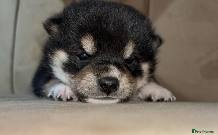 Japanese Shiba Inu dogs Health tested Japanese Shiba Inu - Advert 3