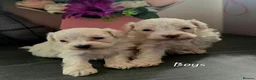 Maltipoo dogs for sale: F1B fully vaccinated maltipoo puppies - Advert 13