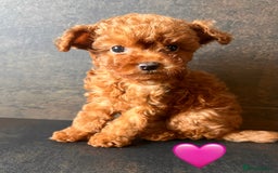 Toy Poodle dogs for sale:  🐩✨ Exceptionally Tiny Red Toy Poodles ✨🐩 - Image 2