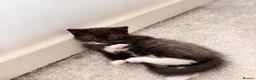 Domestic Shorthair cats for sale: 4 kittens for sale!  in Spalding - Advert 11