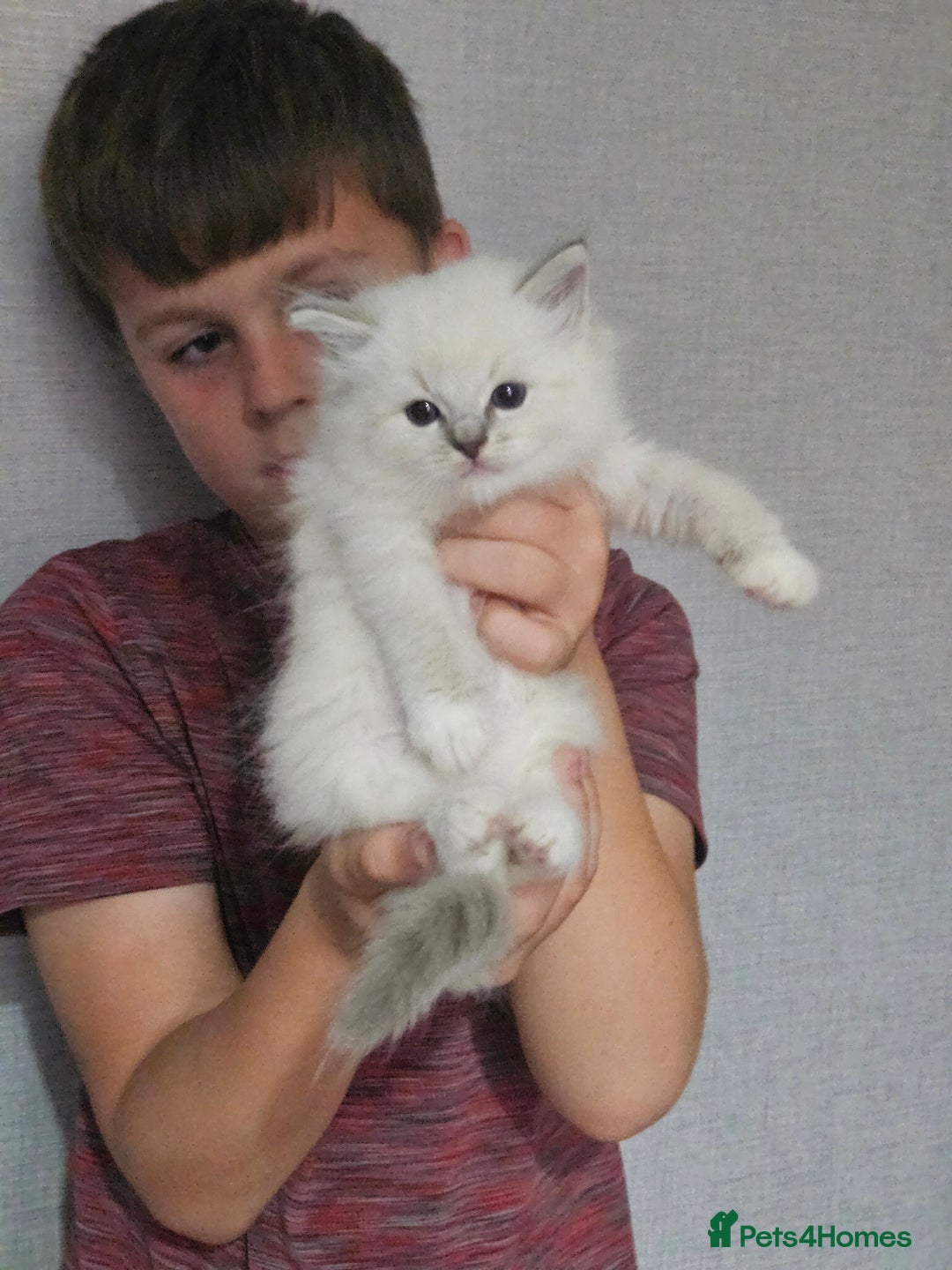 Ragdoll cats for sale: Tica registeeed tabby bicolour ragdolls - Image 18