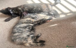 Mixed Breed cats for sale: 5 beautiful kittens ready for a new loving home  - Image 19