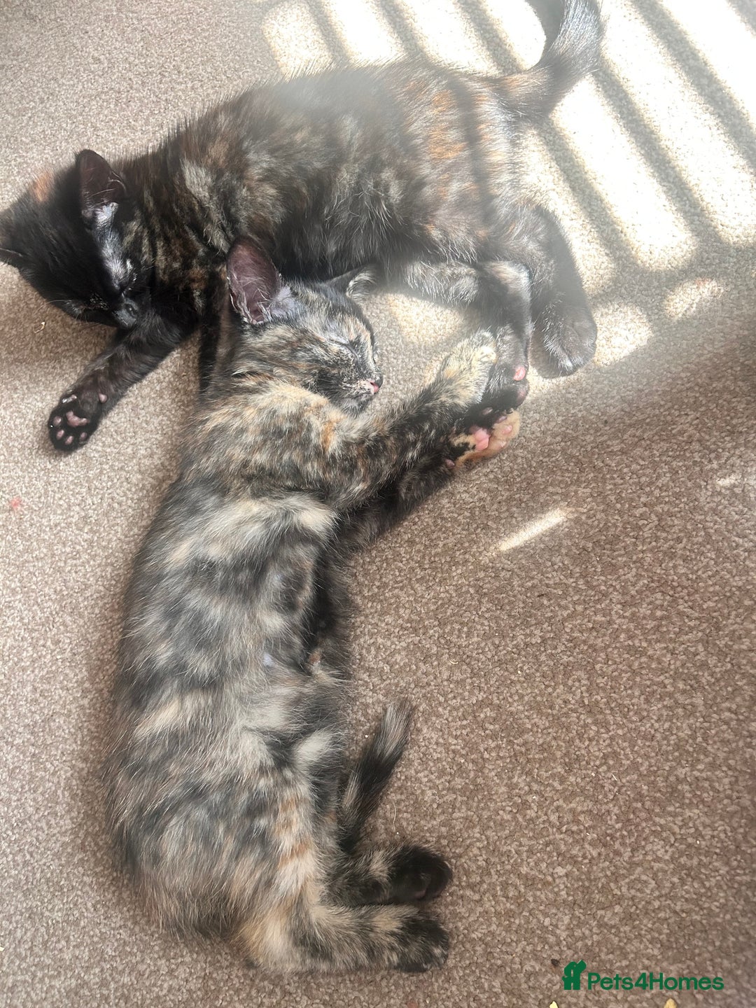 Mixed Breed cats for sale: 5 beautiful kittens ready for a new loving home  - Image 19