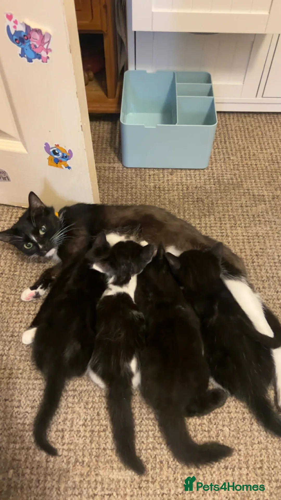 Mixed Breed cats for sale: 2 girls 2 boys - Advert 1