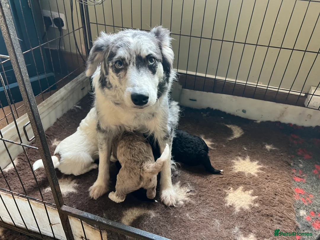 Bordoodle dogs for sale: F1 extensive genetic testing/full refund guarantee - Advert 3