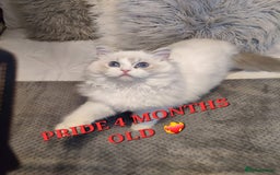 Ragdoll cats for sale: 🔥PRESTIGIOUS BEAST SIZE EU FEMALE🔥  - Advert 21