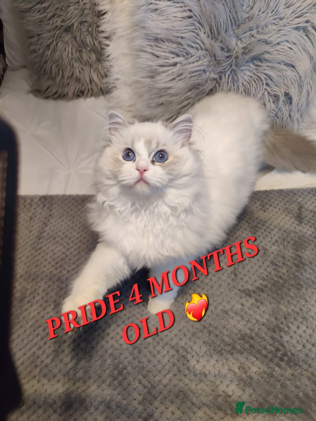 Ragdoll cats for sale: 🔥PRESTIGIOUS BEAST SIZE EU FEMALE🔥  - Advert 21