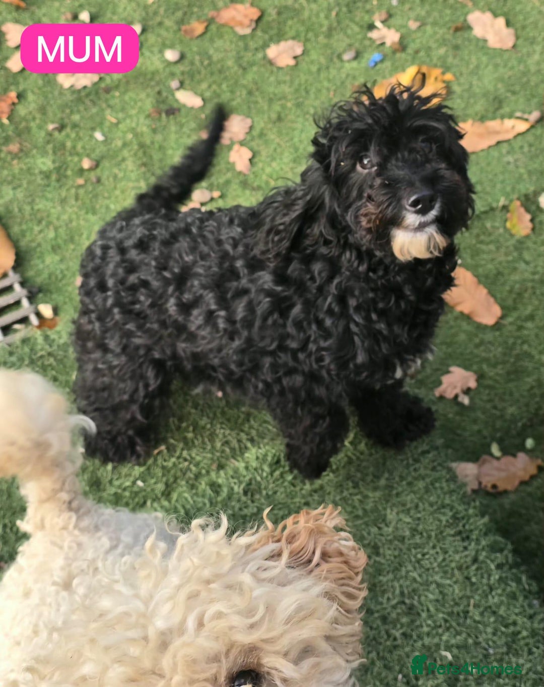 Cockapoo dogs for sale: Gorgeous F1B Cockapoo Puppies - Advert 11