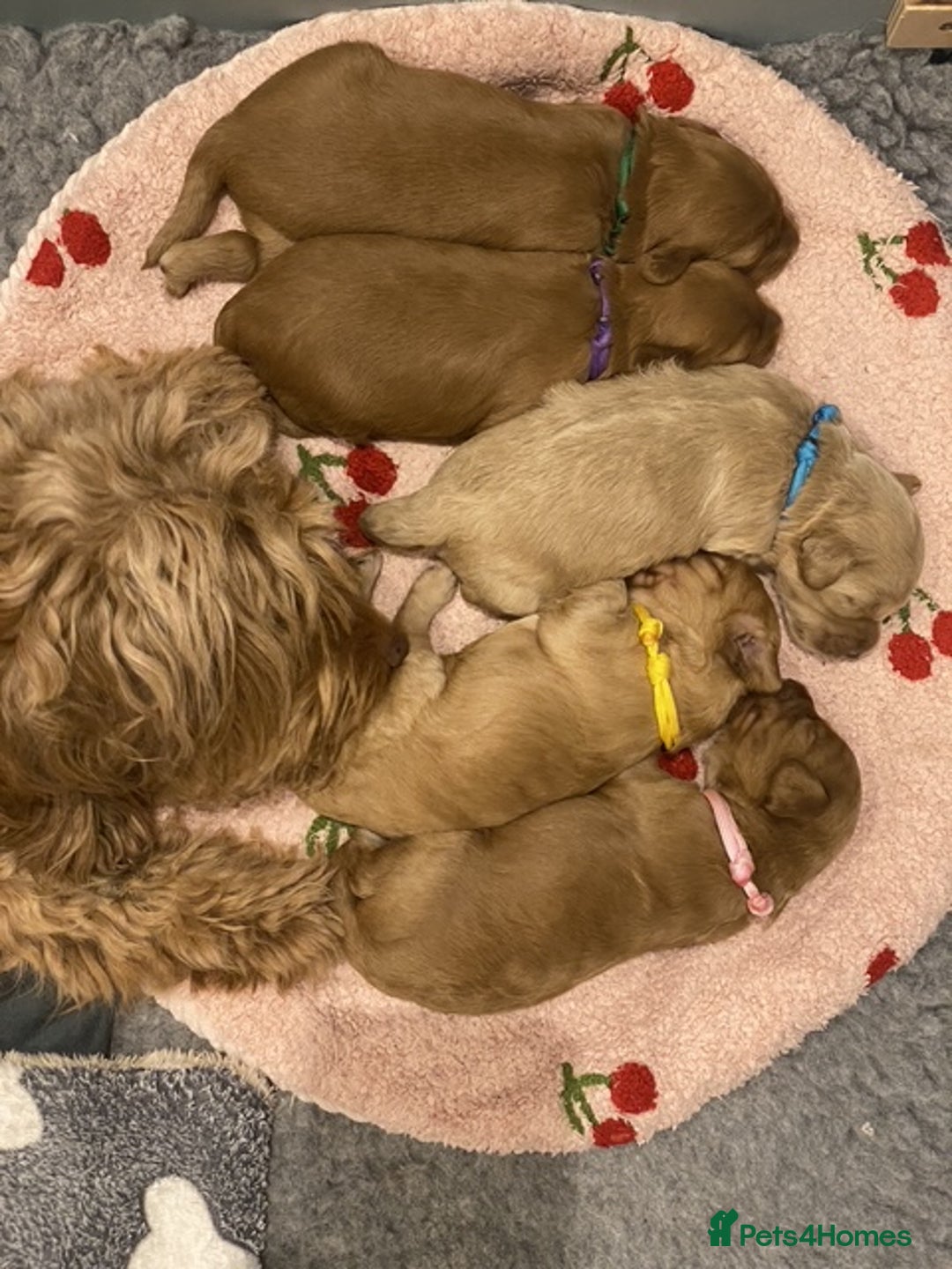 Cockapoo dogs for sale: Stunning F2b Miniature Cockapoos / Health Tested - Image 3